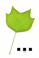 Tulipier de Virginie - feuille sur fond blanc (Liriodendron tulipifera)